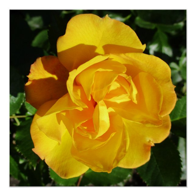 Póster Poster (Frente)