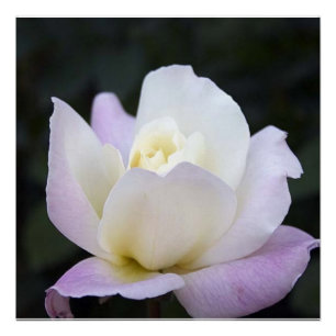 Póster poster 20x20