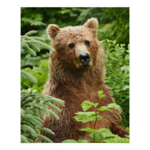 Póster Poster 20x25 (Finalização brilhante) de urso par