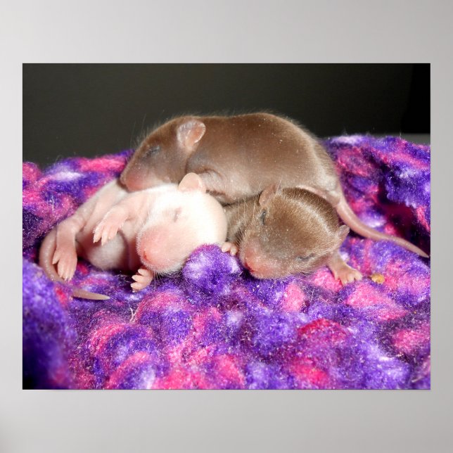 Poster Poster: 3 Ratos Bebês (Frente)