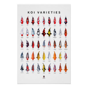 Póster Poster 45 Tipos de Koi