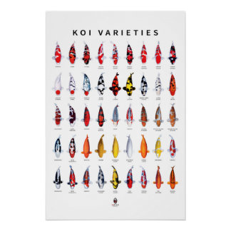 Póster Poster 45 Tipos de Koi