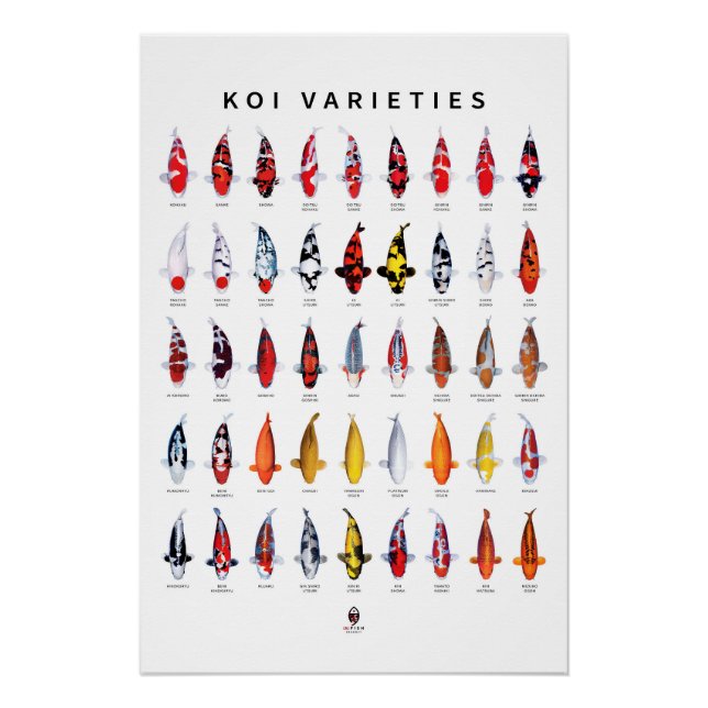 Póster Poster 45 Tipos de Koi (Frente)