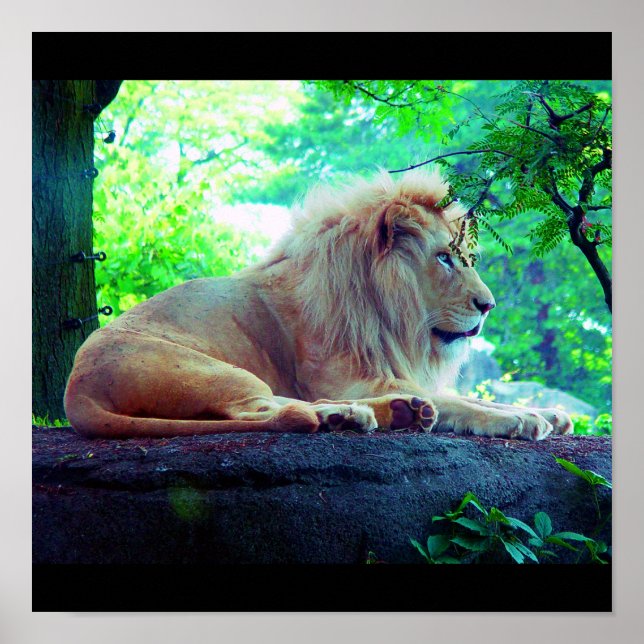 Póster Poster-Animais-27 (Frente)