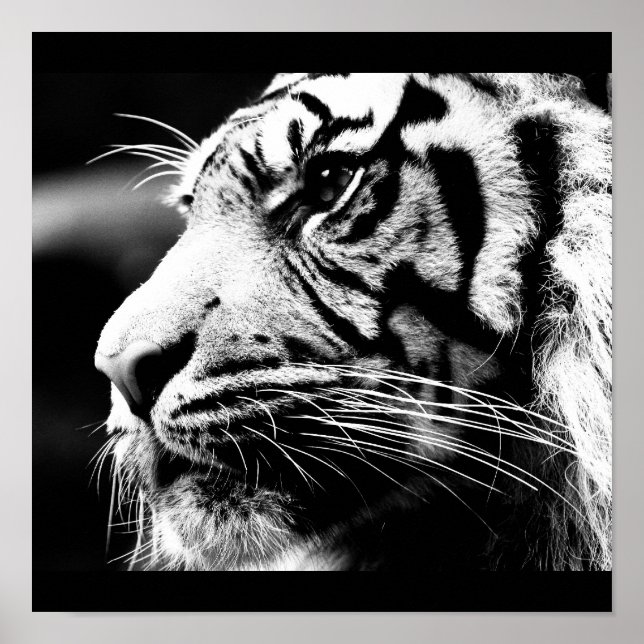 Póster Poster-Animais-40 (Frente)