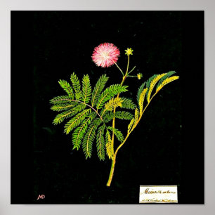Poster Poster-Arte Botânica Mary Delany 21