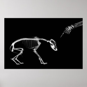 Póster Poster- Bad Dog Xray Skeleton Black White