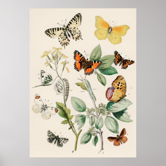 Poster Pôster Borboletas e Mariposas by William F Kirby (Frente)