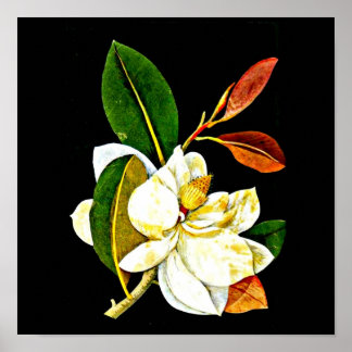 Poster Poster-Botânica Art-Mary Delany 1