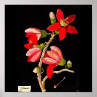 Poster-Botânica Art-Mary Delany 10