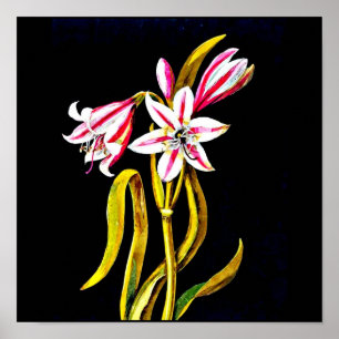 Póster Poster-Botânica Art-Mary Delany 3