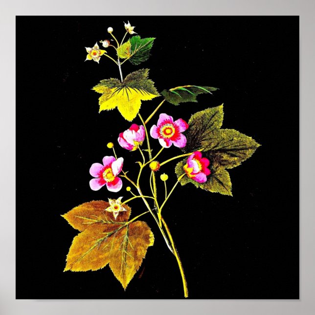 Póster Poster-Botânica Art-Mary Delany 4 (Frente)