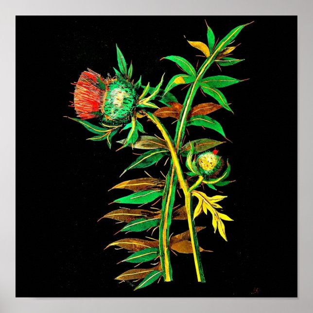 Poster Poster-Botânica Art-Mary Delany 6 (Frente)