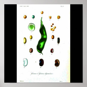 Póster Poster-Botanicals-Feijões