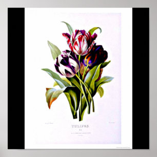 Poster Poster-Botanicals-Pierre Joseph Redoute 15
