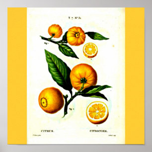 Poster Poster-Botanicals-Pierre Joseph Redoute 23