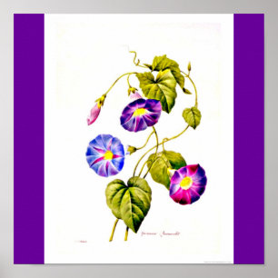 Poster Poster-Botanicals-Pierre Joseph Redoute 6