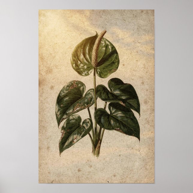 Poster Pôster Botânico de Anthurium (Frente)