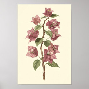Poster Pôster Botânico de Vinha de Bougainvillea