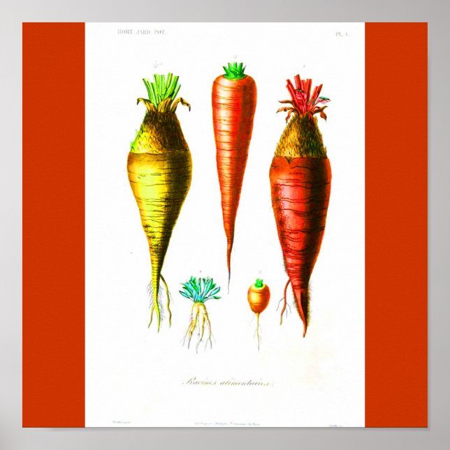 Póster Poster-Botânicos-Cenoura (Frente)