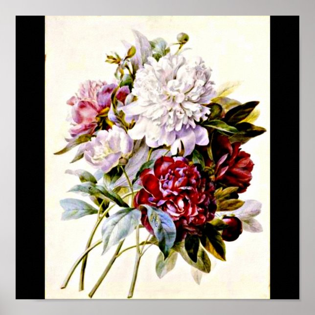 Póster Poster-Botânicos-Pierre Joseph Redoute 16 (Frente)