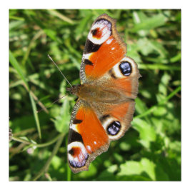 Póster Poster brilhante