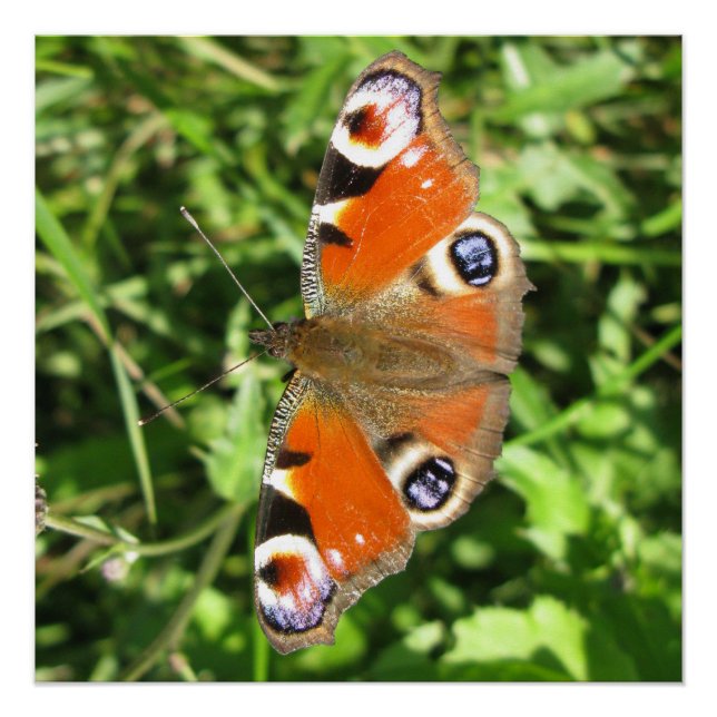 Póster Poster brilhante (Frente)