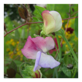 Póster Poster brilhante