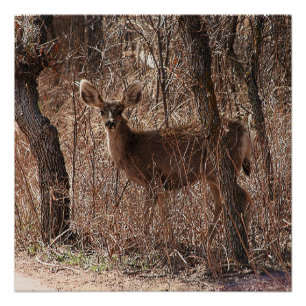 Póster Poster brilhante