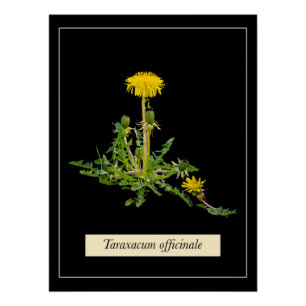 Póster Poster brilhante botânico Dandelion