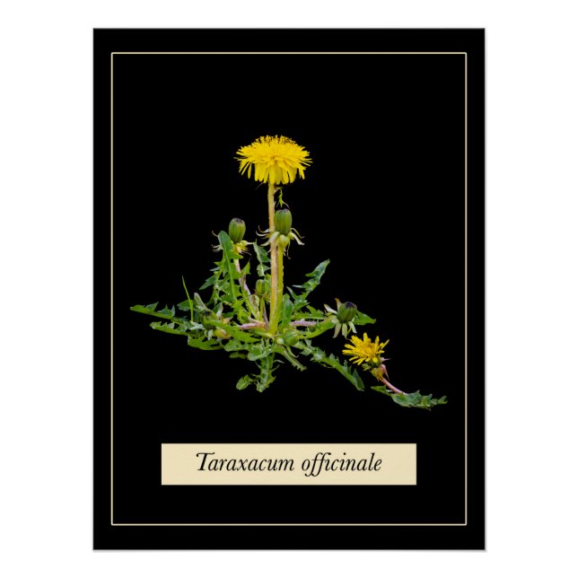 Póster Poster brilhante botânico Dandelion (Frente)