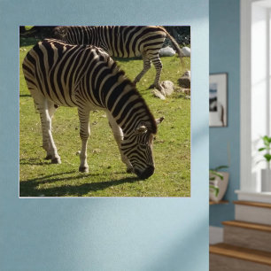 Póster Poster brilhante de fotos com zebras brancas em fo