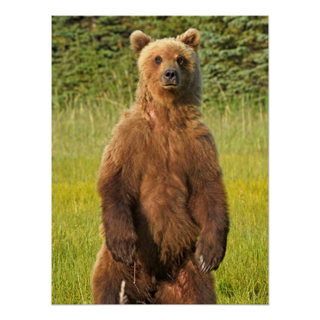 Póster poster brilhante de urso pardo de 20" x 26,67" (Frente)