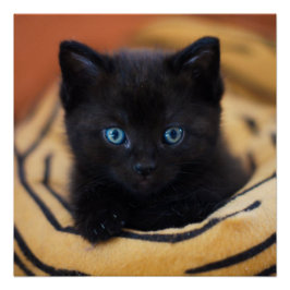 Póster poster brilhante Glossy Glossy