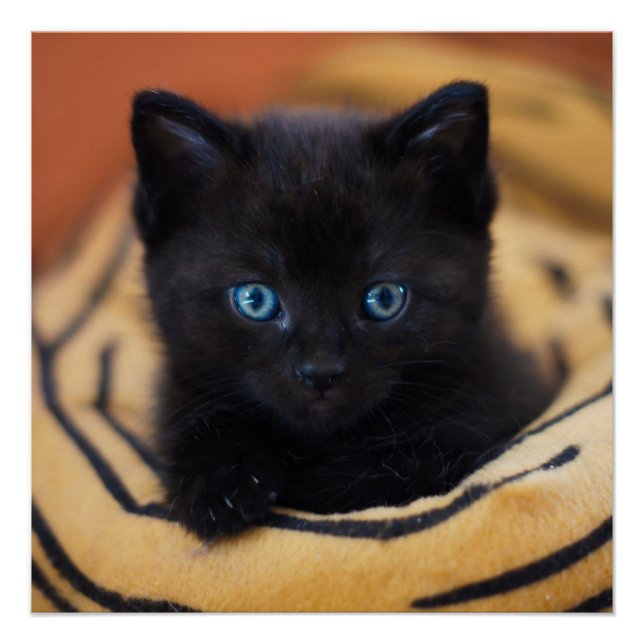 Póster poster brilhante Glossy Glossy (Frente)