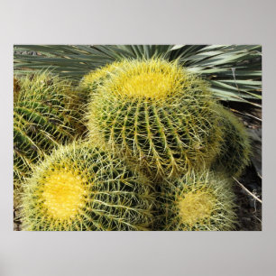 Póster Poster--Cactos de tambor