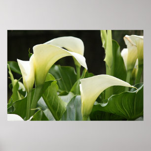 Póster Poster, CALLA BRANCO LILIES_ Horiz # 1