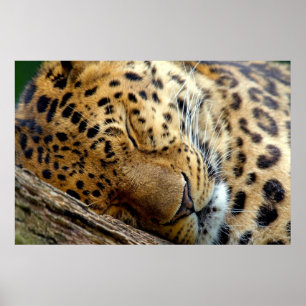 Póster Poster-cama-leopardo