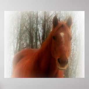 Póster Poster/Cavalo na floresta
