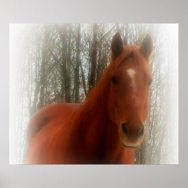 Póster Poster/Cavalo na floresta (Frente)