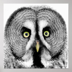 Póster "Poster da coruja dos olhos Beady"