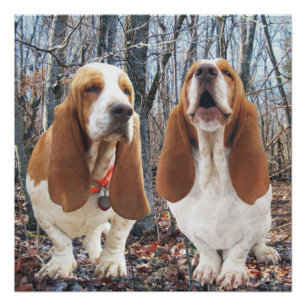 Póster Poster da floresta do urro Basset Hound