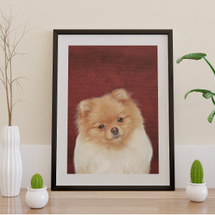 Póster Poster da Pomerânia