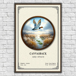 Poster Pôster da Série de Zoologia Canvasback