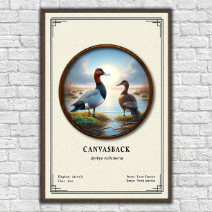 Poster Pôster da Série de Zoologia Canvasback