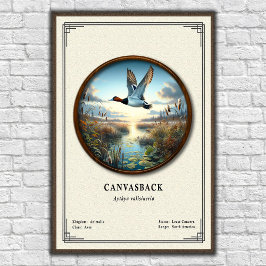 Poster Pôster da Série de Zoologia do Canvasback