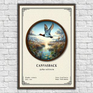 Poster Pôster da Série de Zoologia do Canvasback