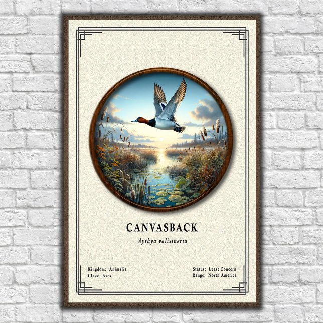 Poster Pôster da Série de Zoologia do Canvasback (Criador carregado)