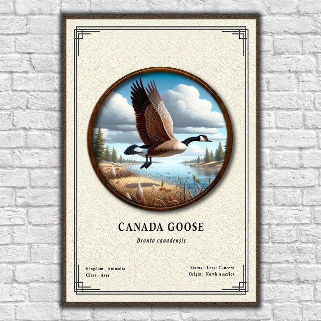 Poster Pôster da Série de Zoologia do Ganso-do-Canadá (Criador carregado)