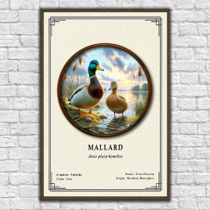 Poster Pôster da Série de Zoologia do Pato-real